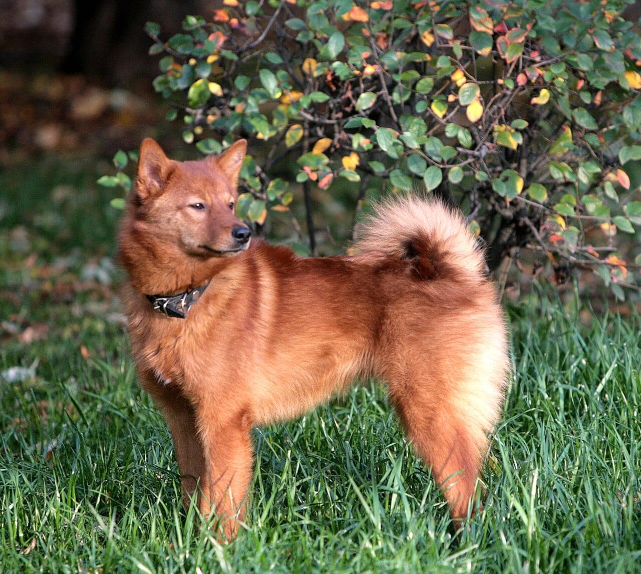 Finnischer Spitz