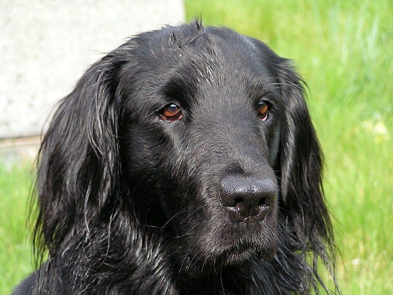 Flat Coated Retriever