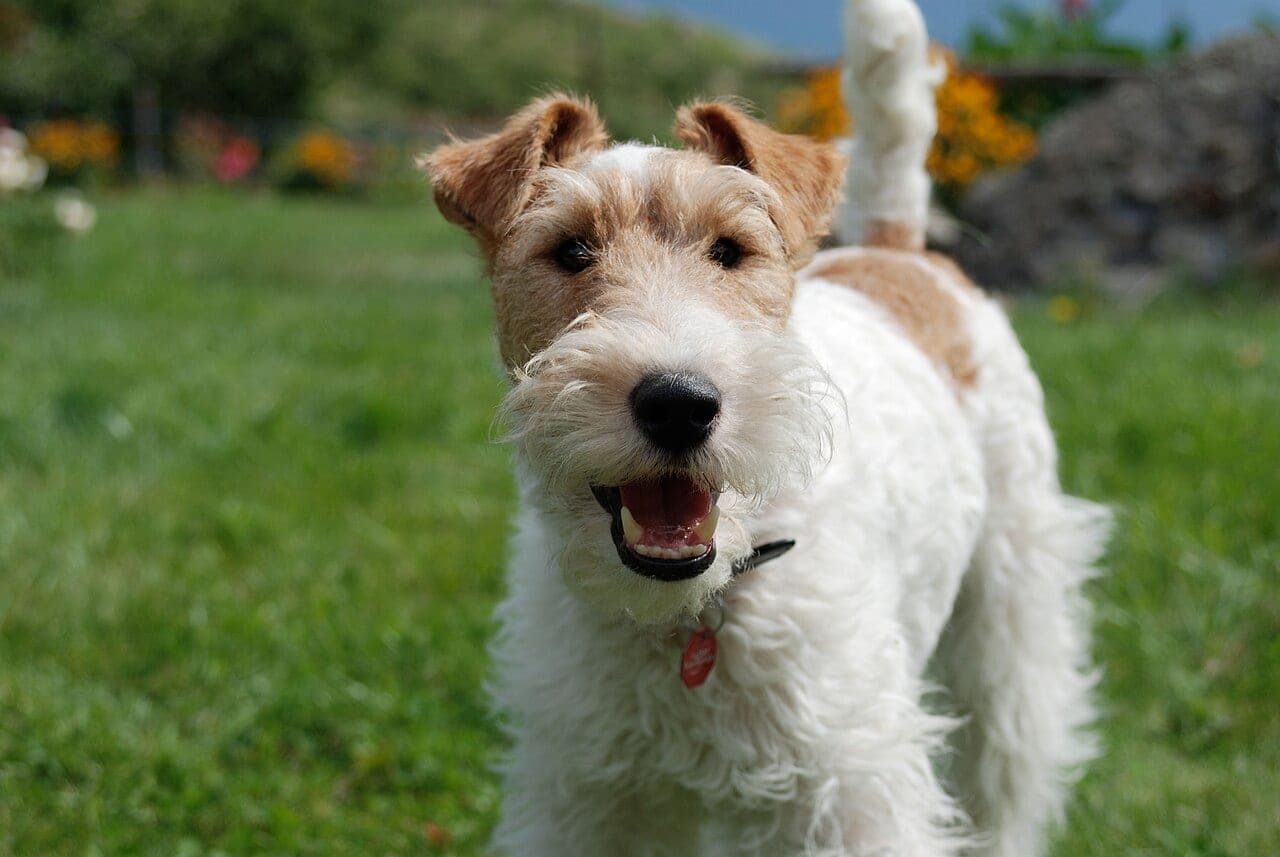 Fox Terrier (Glatthaar)