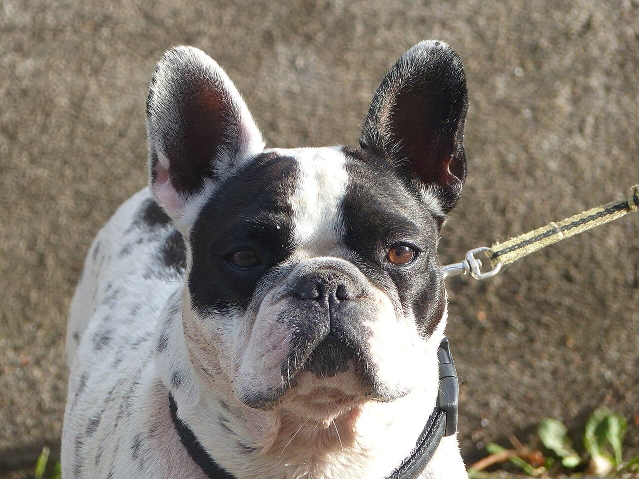 Französische Bulldogge
