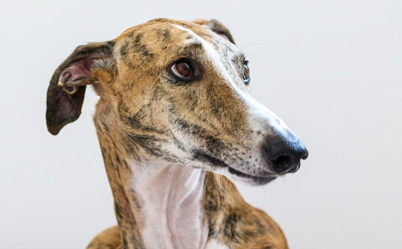Galgo Espanol