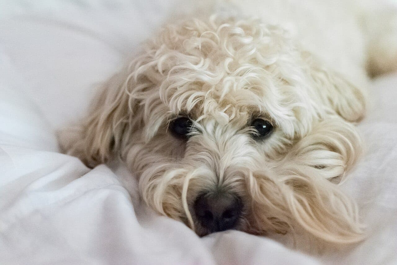 Goldendoodle