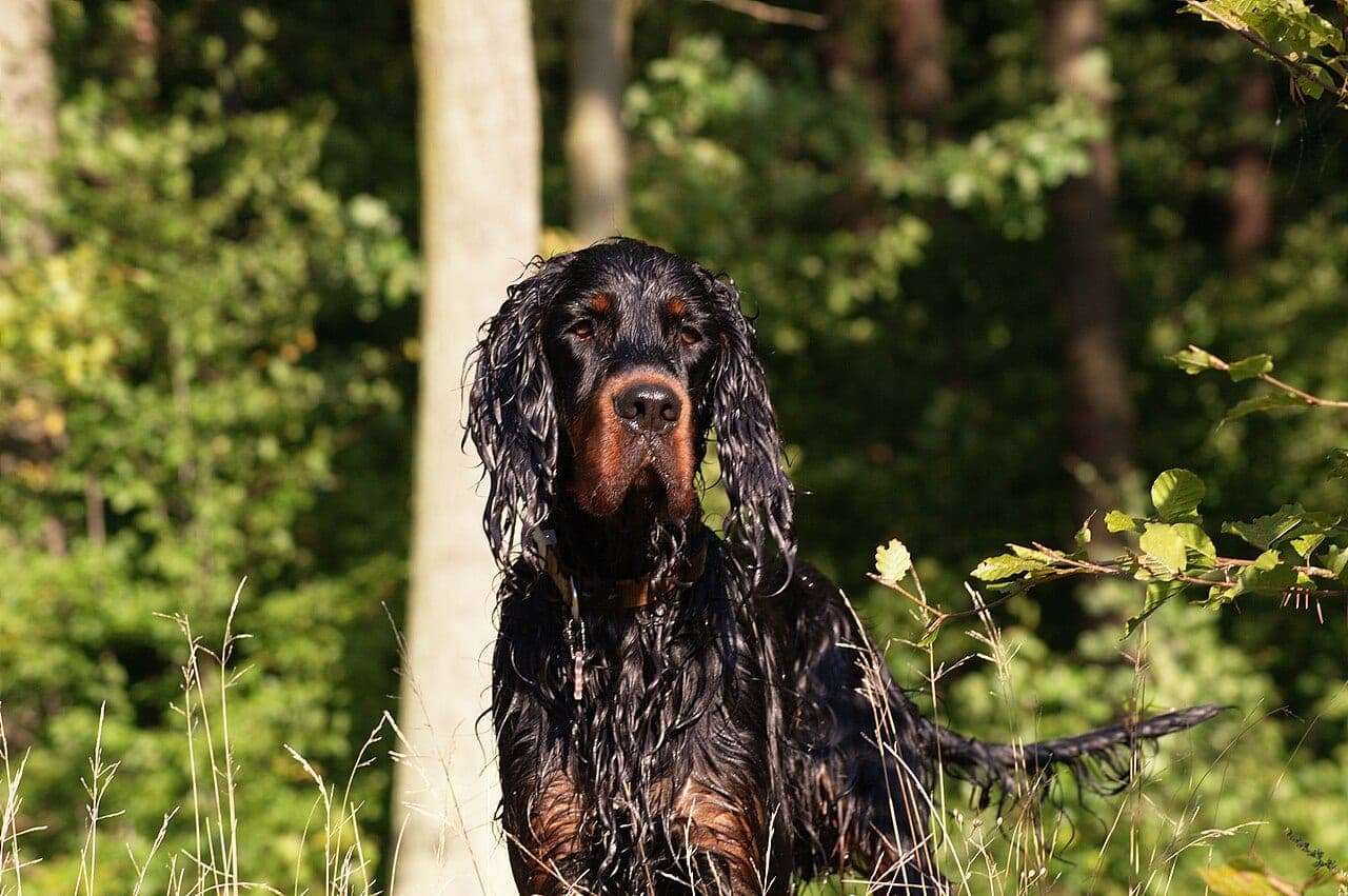 Gordon Setter