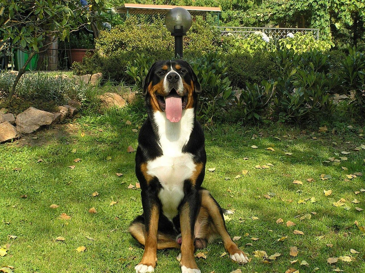 Großer Schweizer Sennenhund