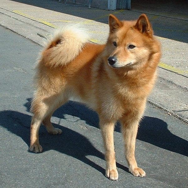 Großer Spitz