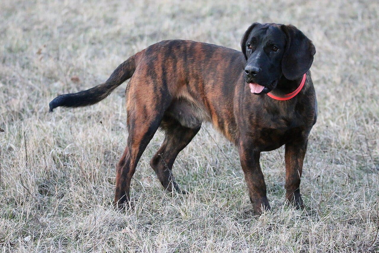 Hannoverscher Schweißhund