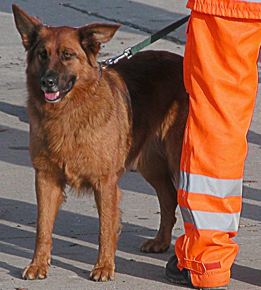 Harzer Fuchs