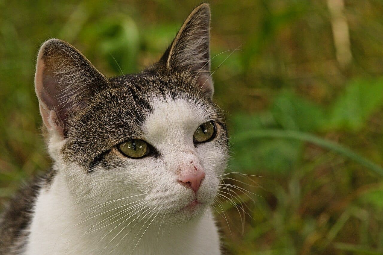 Hauskatze (Mischling)