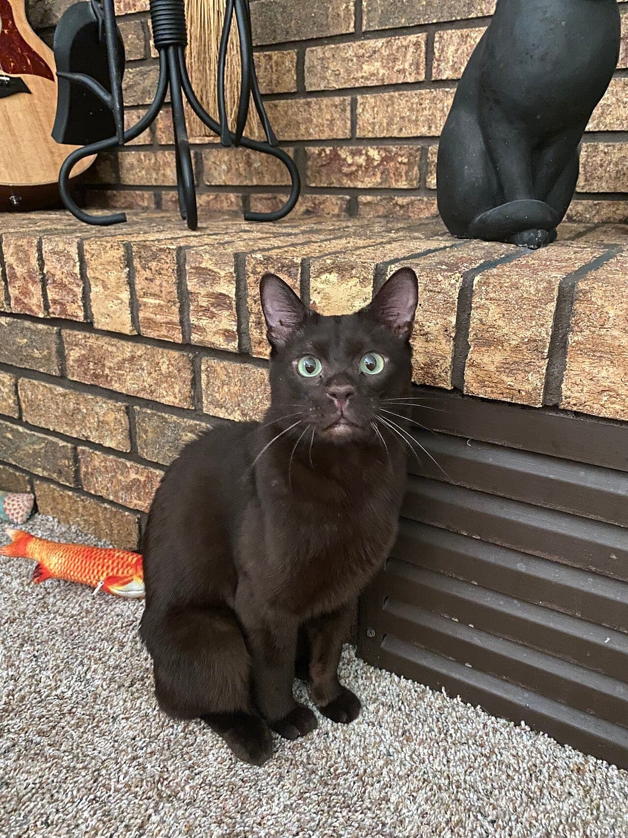 Havana-Katze