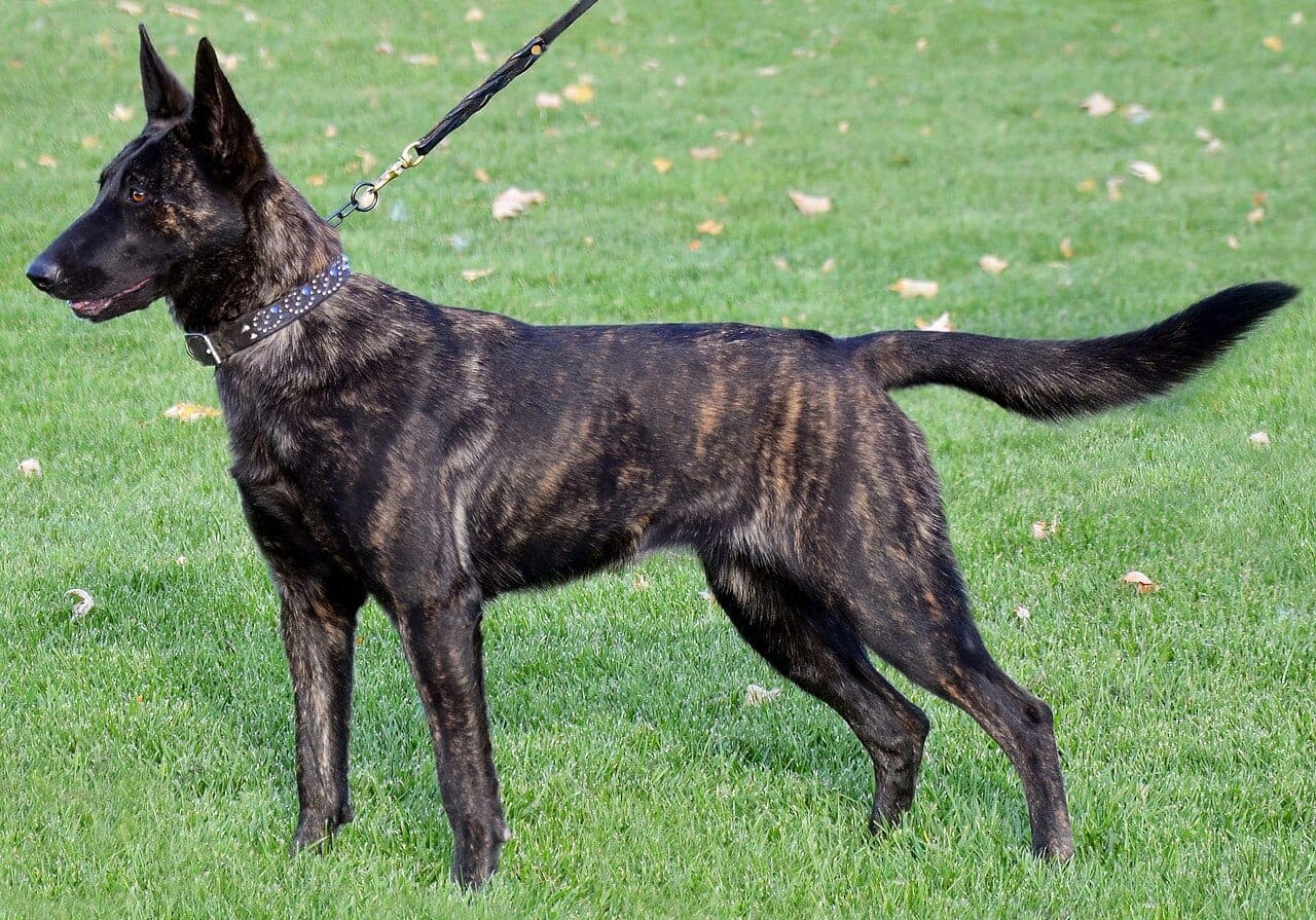 Holländischer Schäferhund