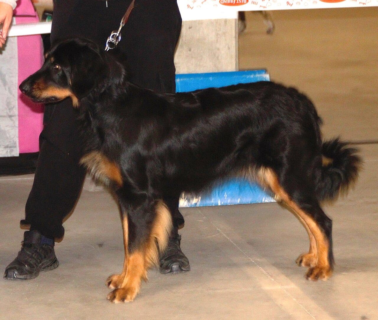 Hovawart (Dunkel)