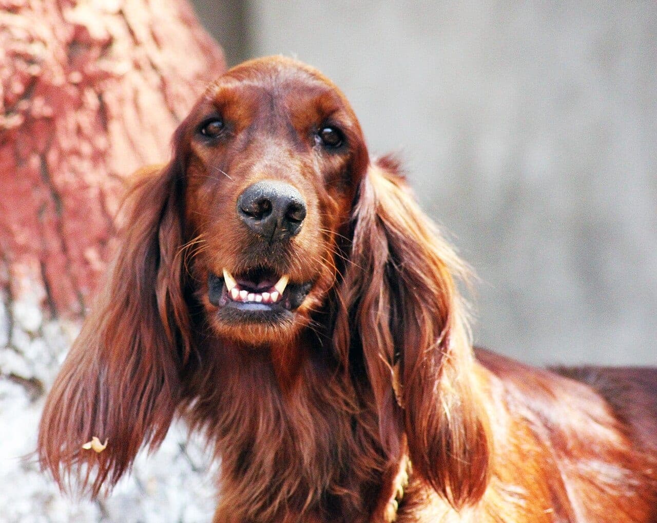 Irischer Setter