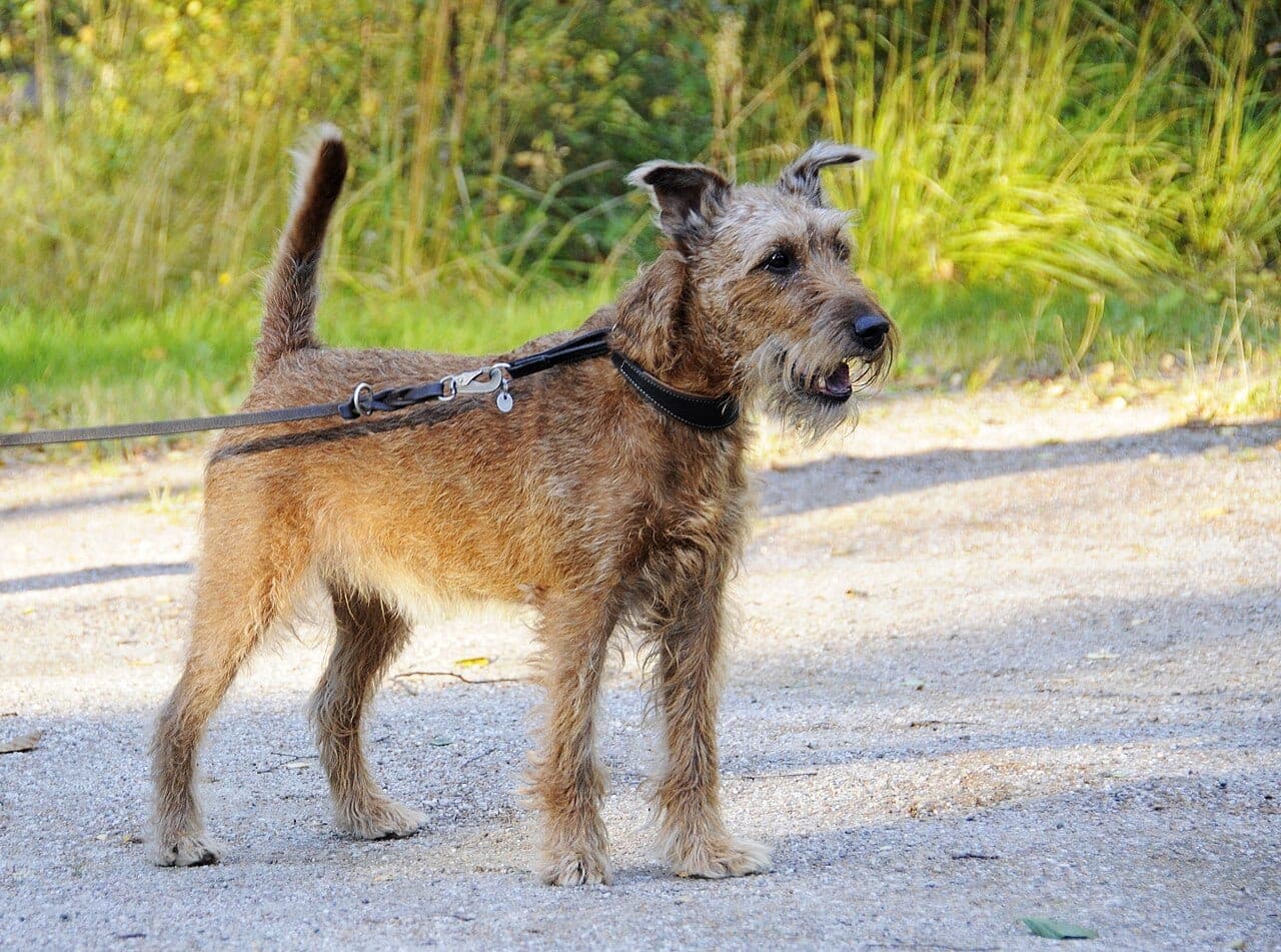 Irischer Terrier