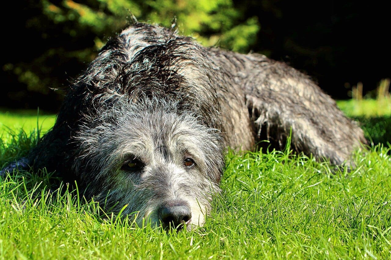 Irischer Wolfshund