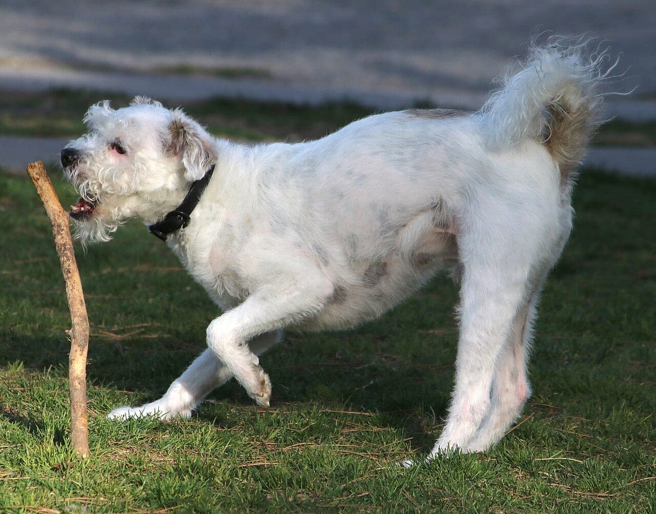 Irish Soft Coated Wheaten Terrier