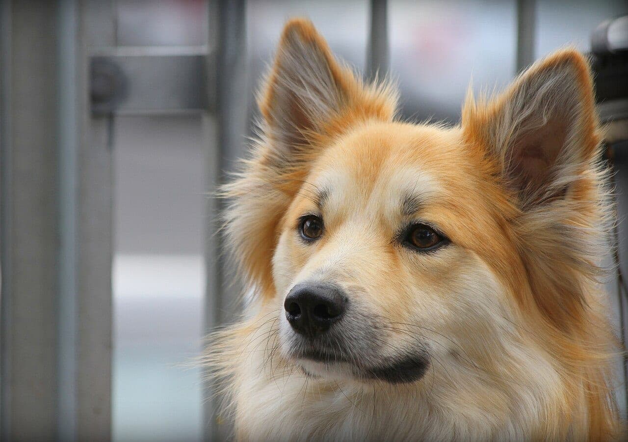 Islandhund