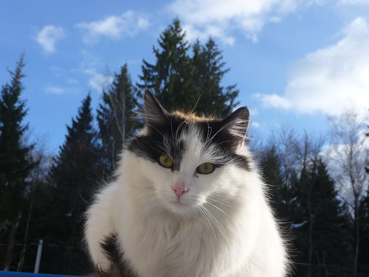 Japanese Bobtail