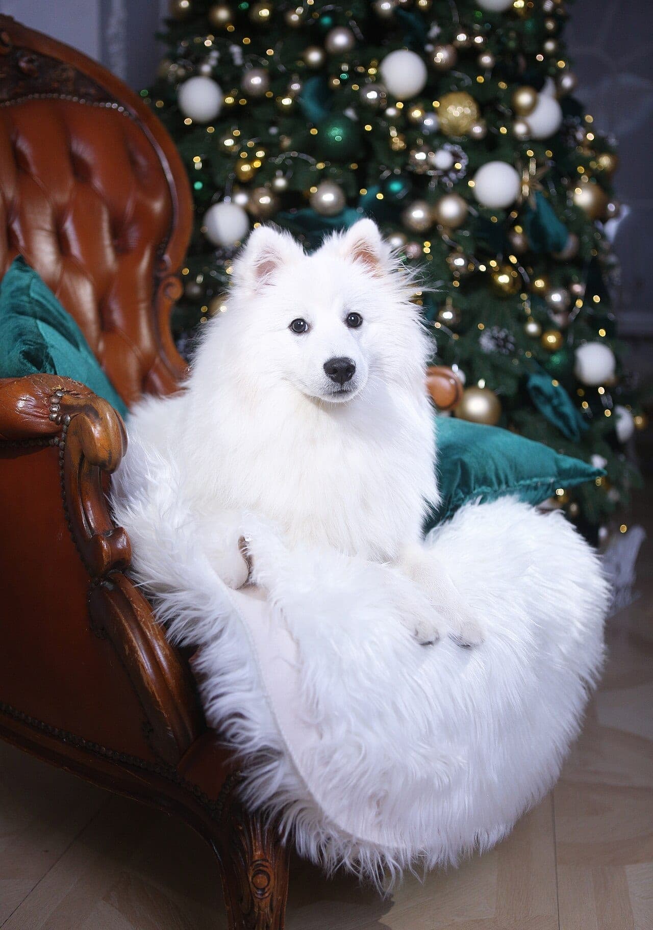 Japan-Spitz