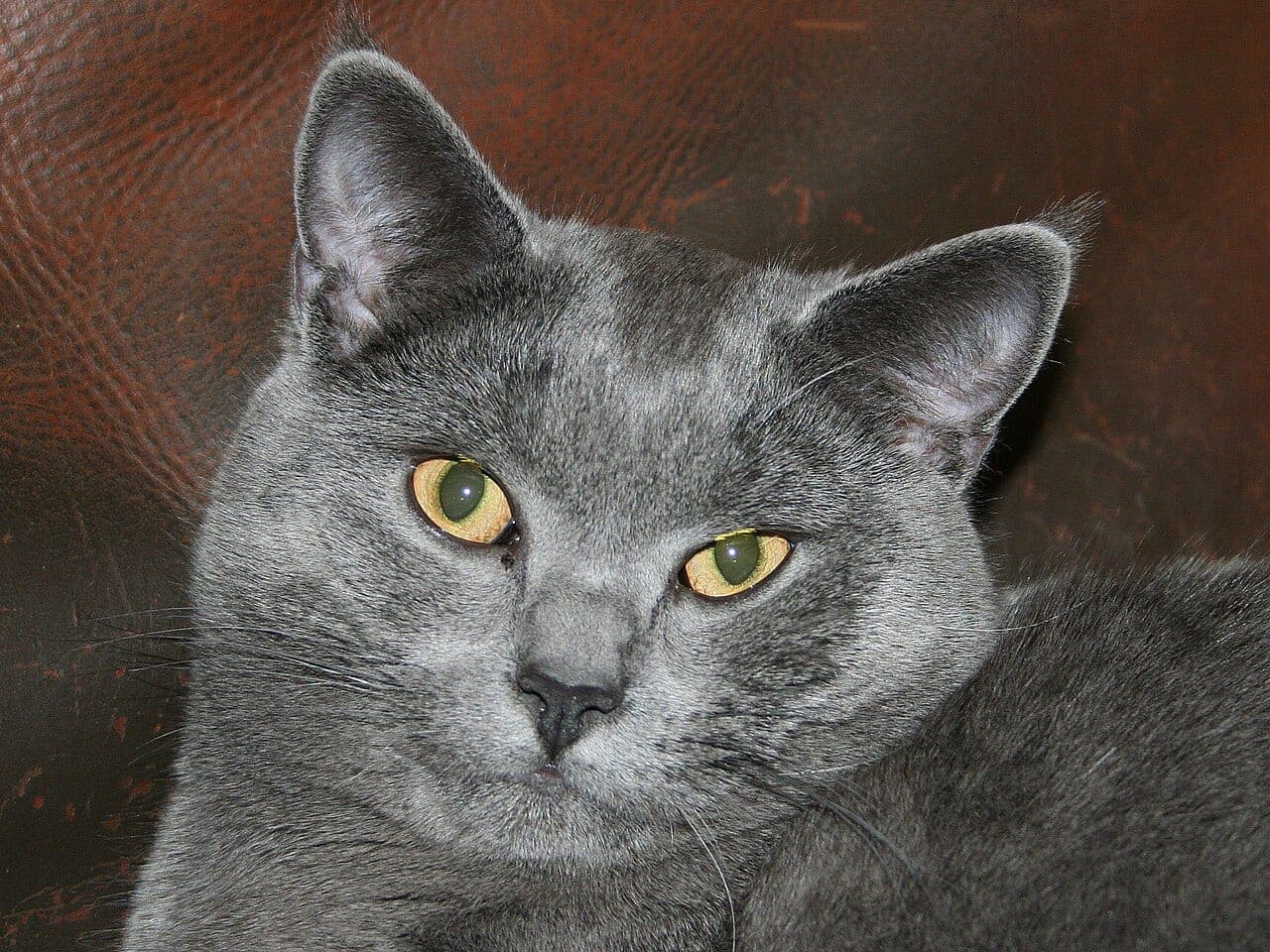 Kartäuser-Katze
