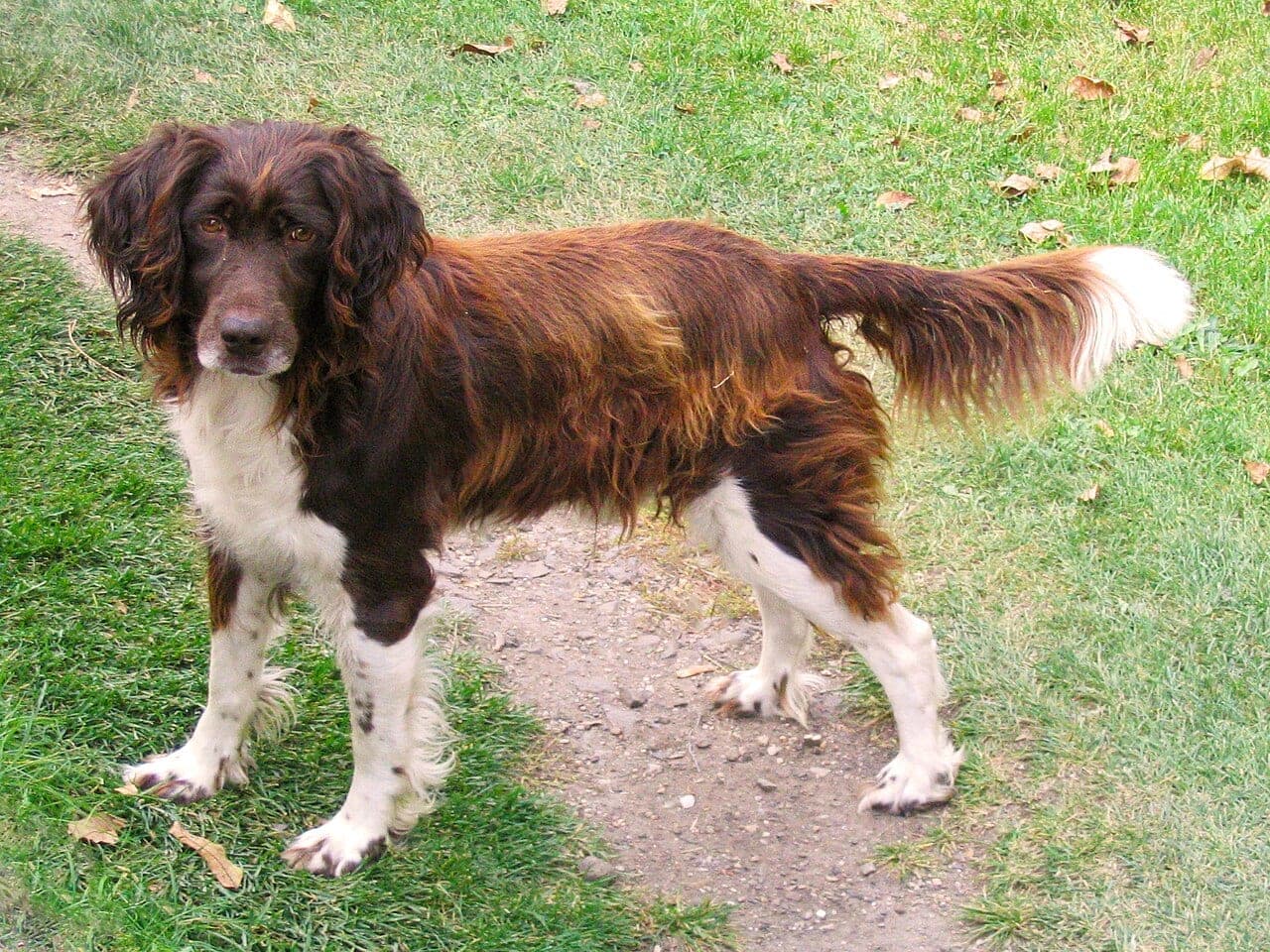 Kleiner Münsterländer