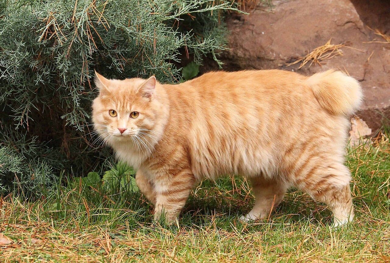 Kurilen Bobtail
