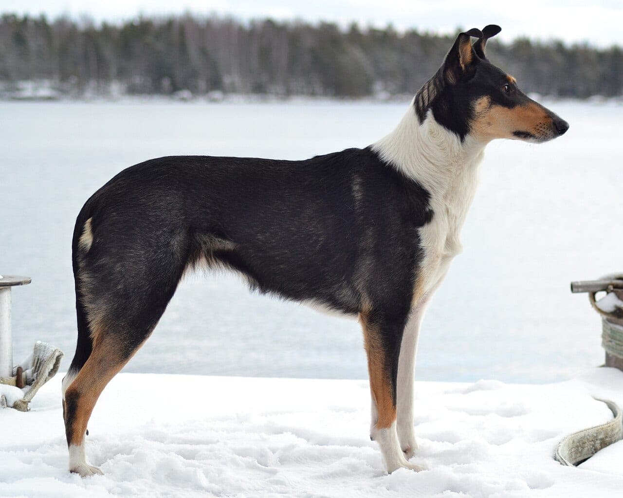 Kurzhaarcollie
