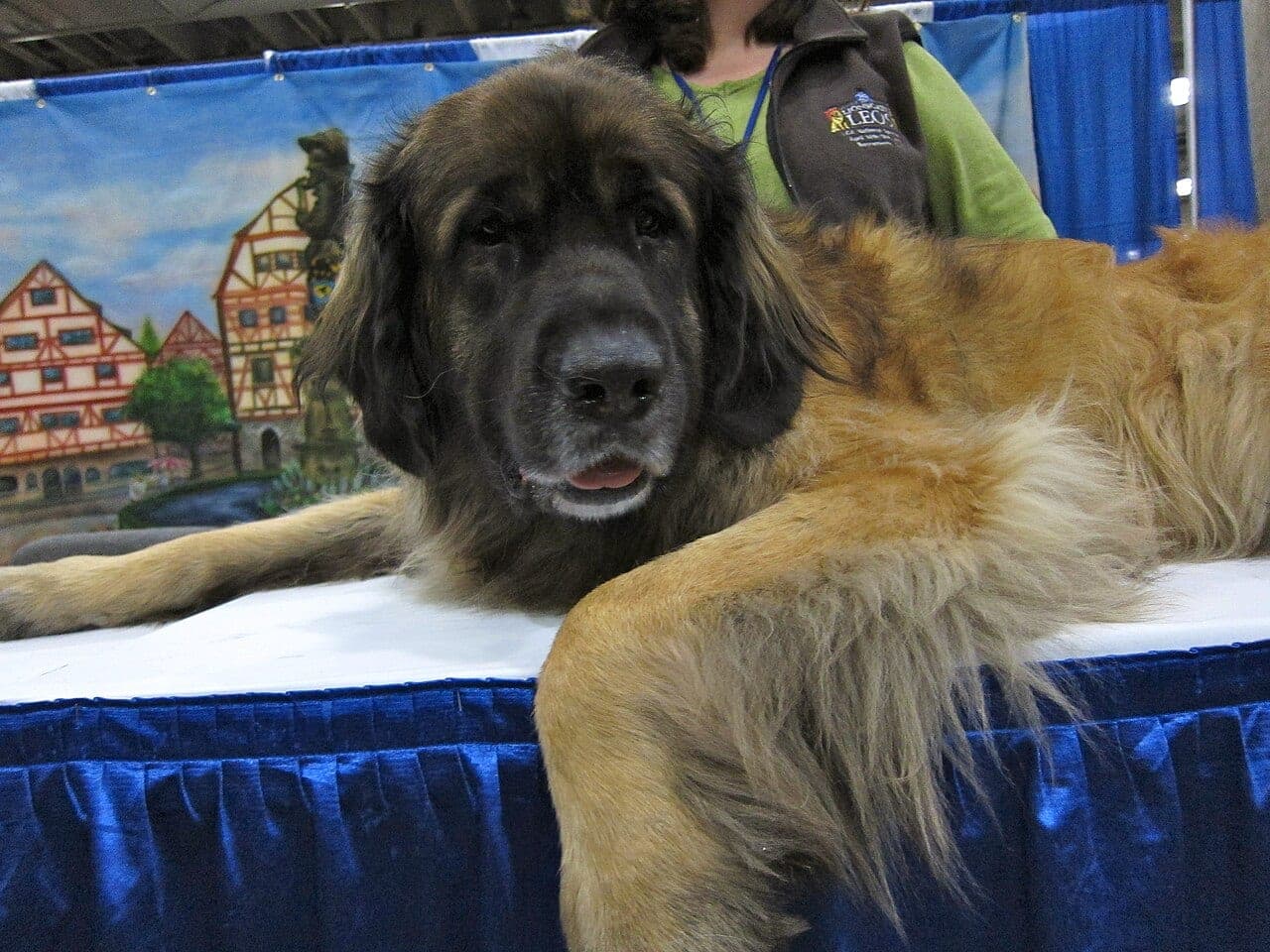 Leonberger
