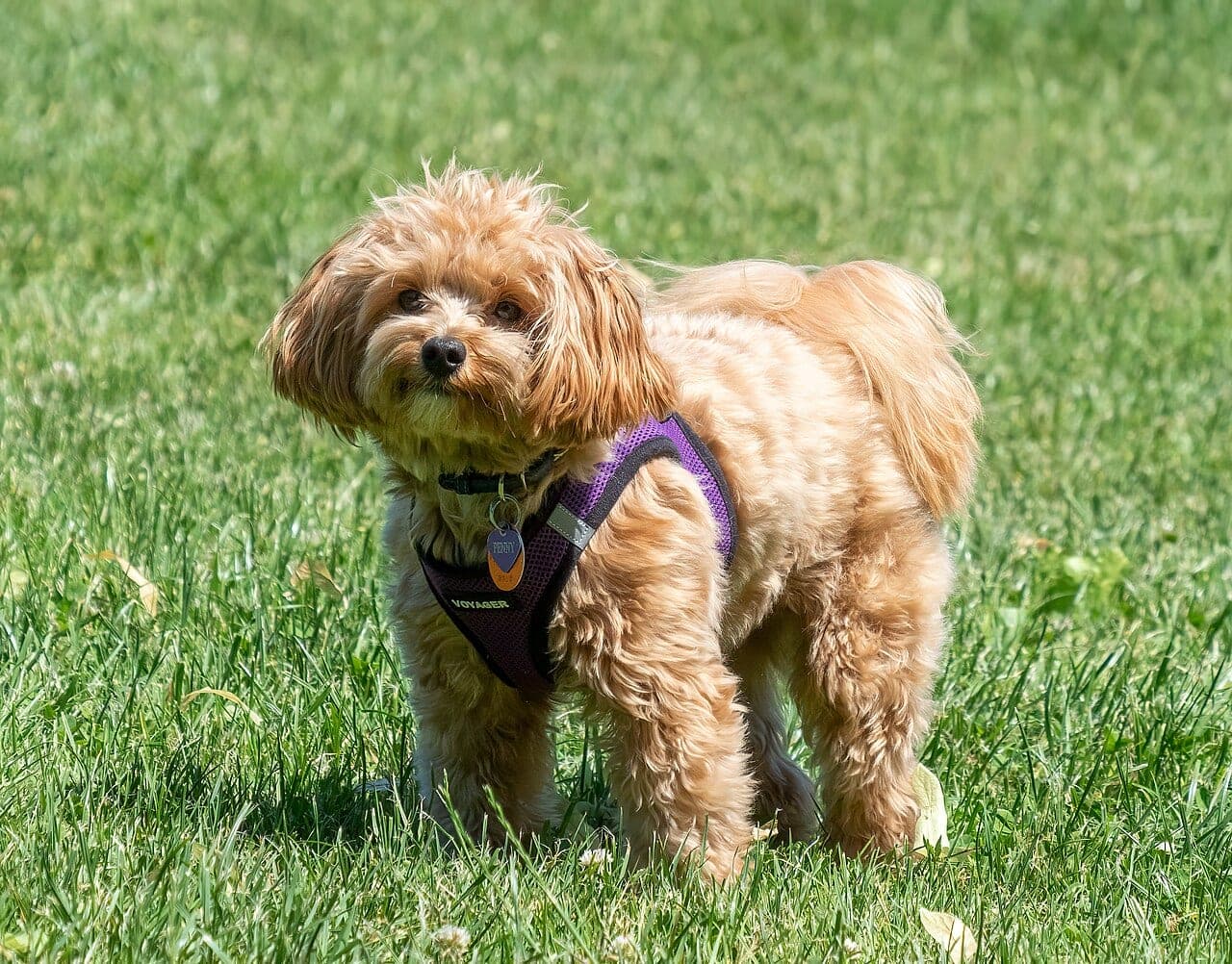 Maltipoo