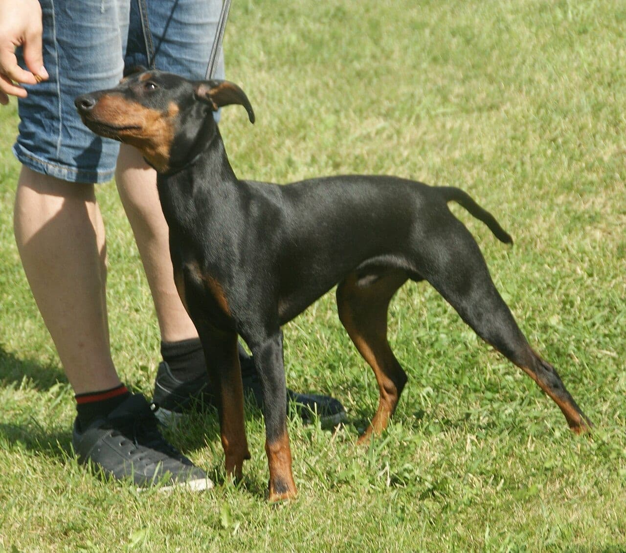 Manchester Terrier