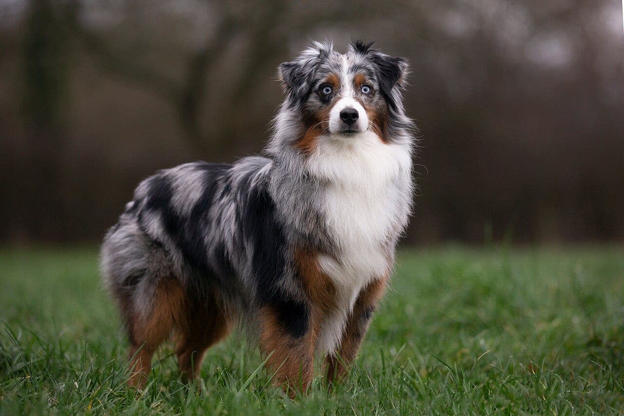 Miniature American Shepherd
