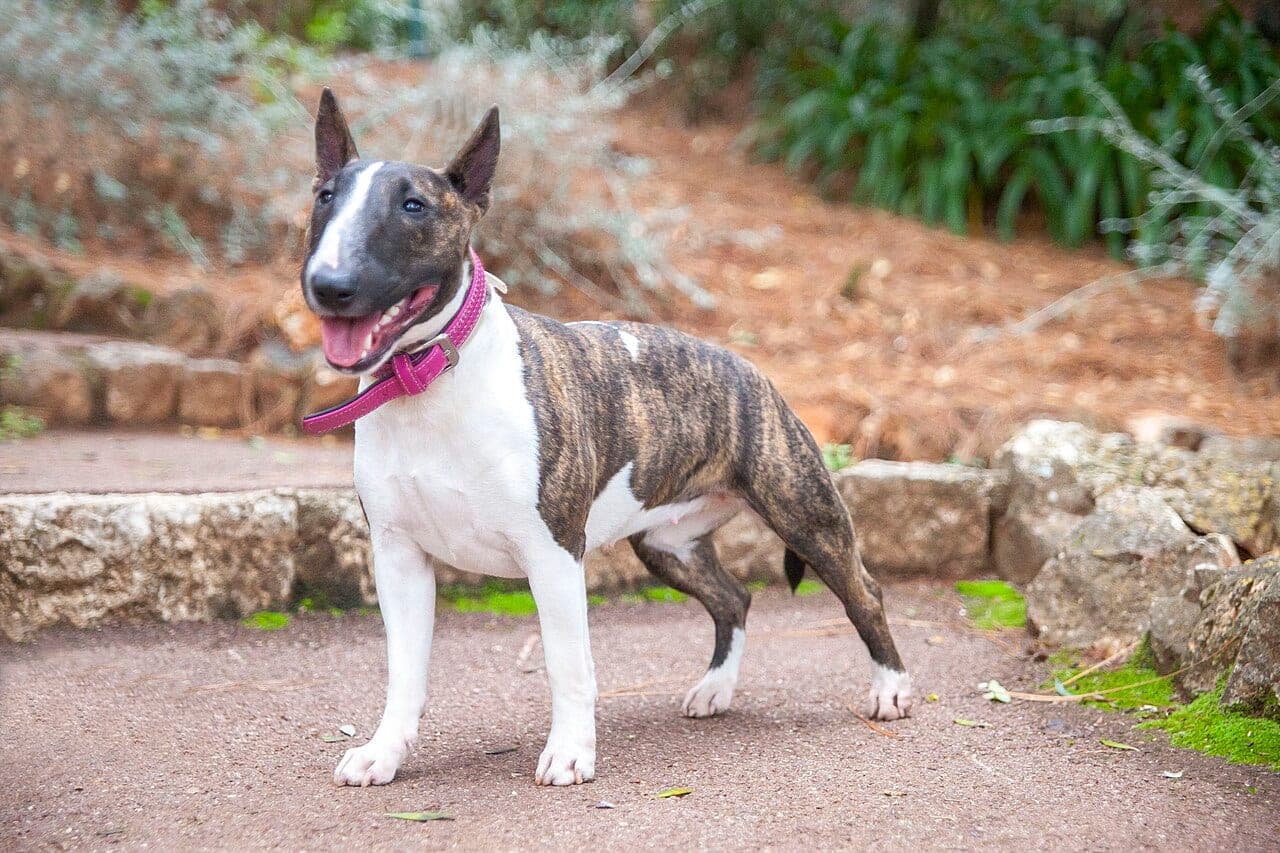 Miniature Bullterrier