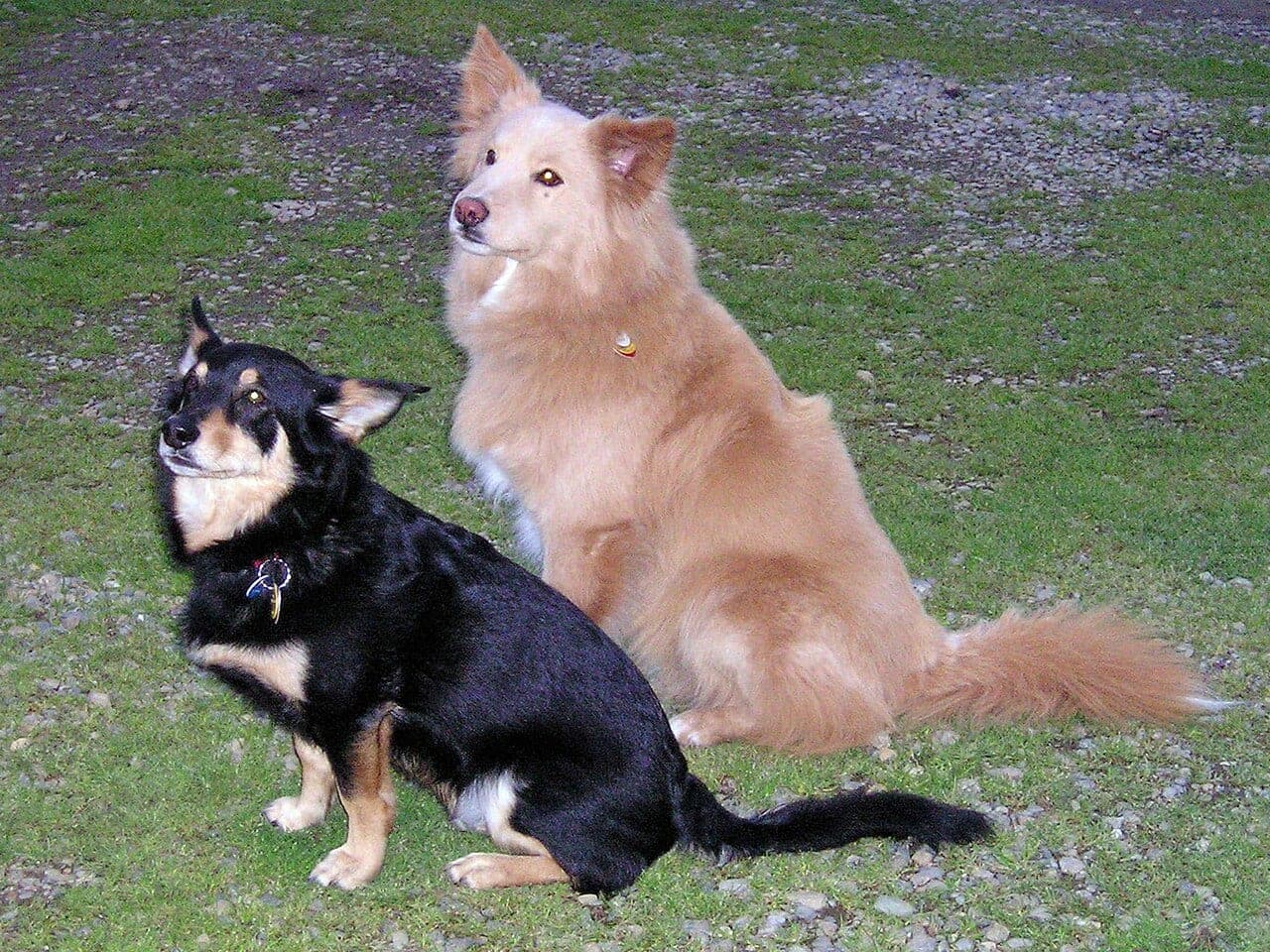 Mischlingshund