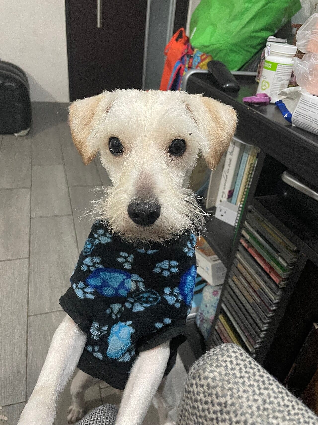 Mittelschnauzer