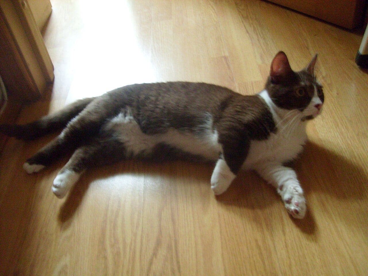 Munchkin