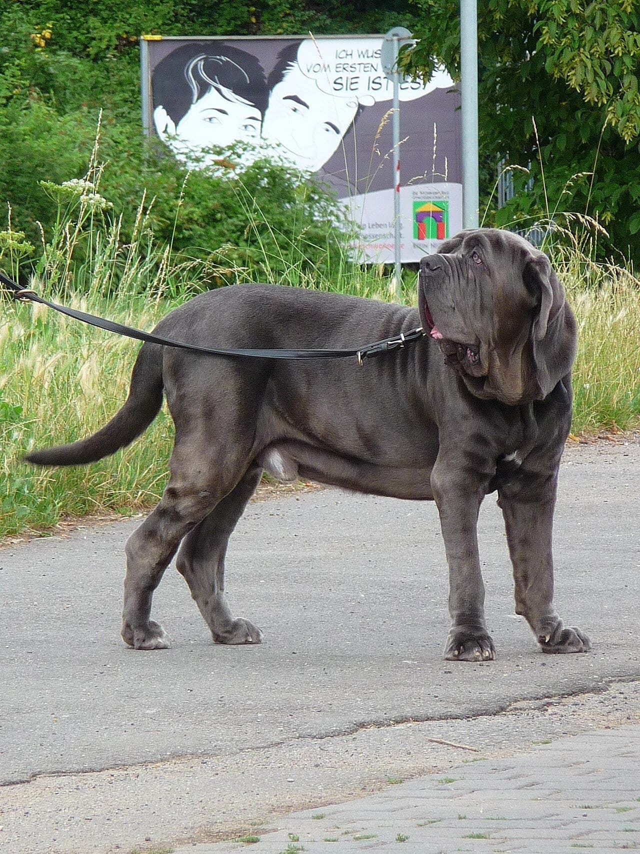 Neapolitanische Dogge
