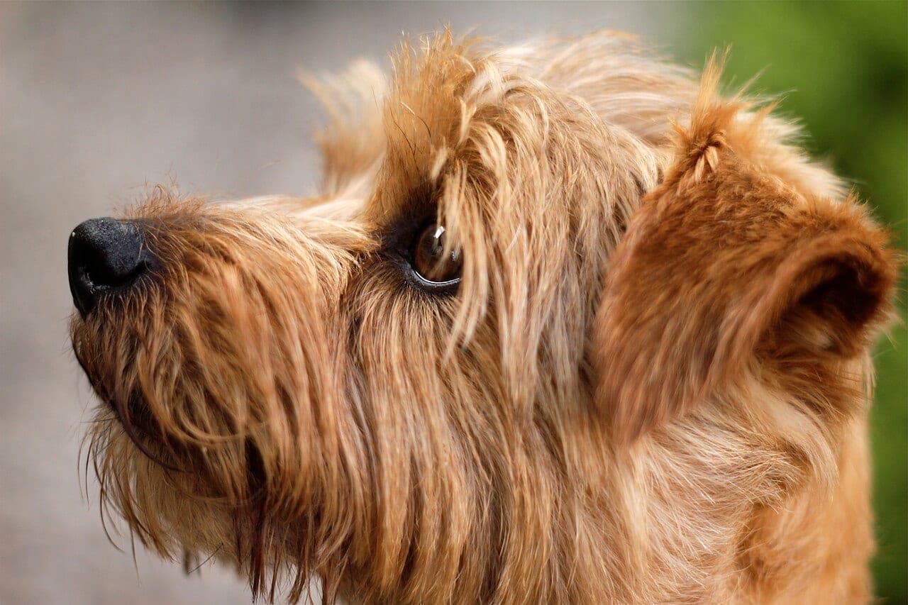 Norfolk Terrier