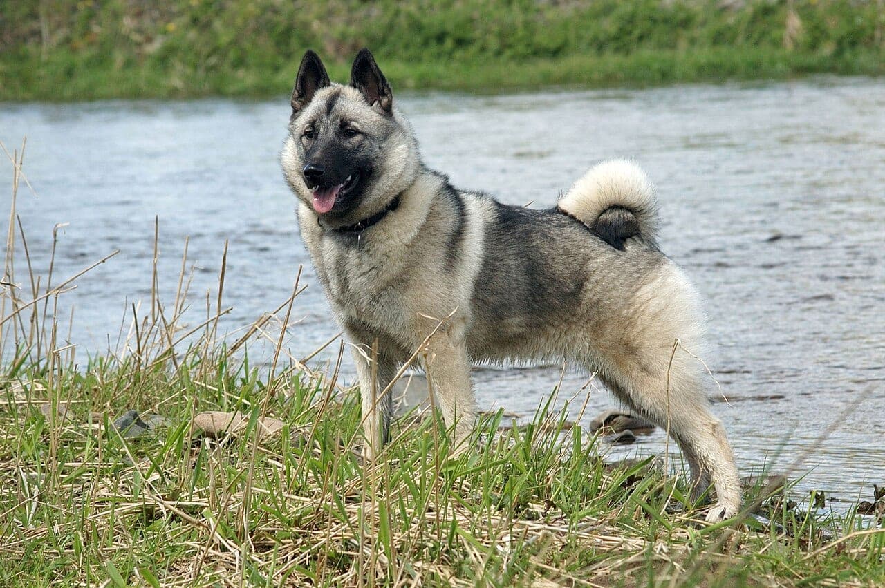 Norwegischer Elchhund
