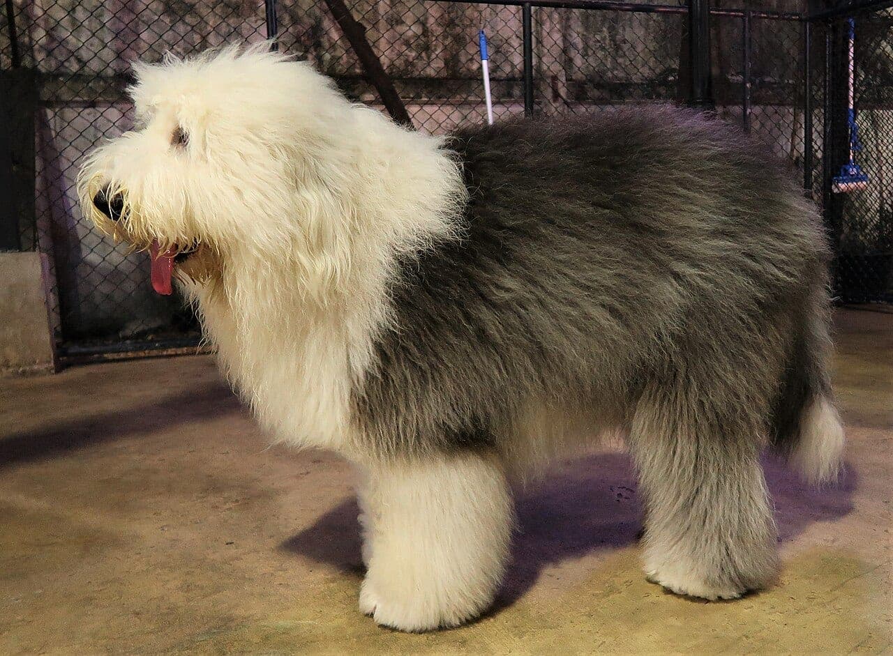 Old English Sheepdog (Bobtail)