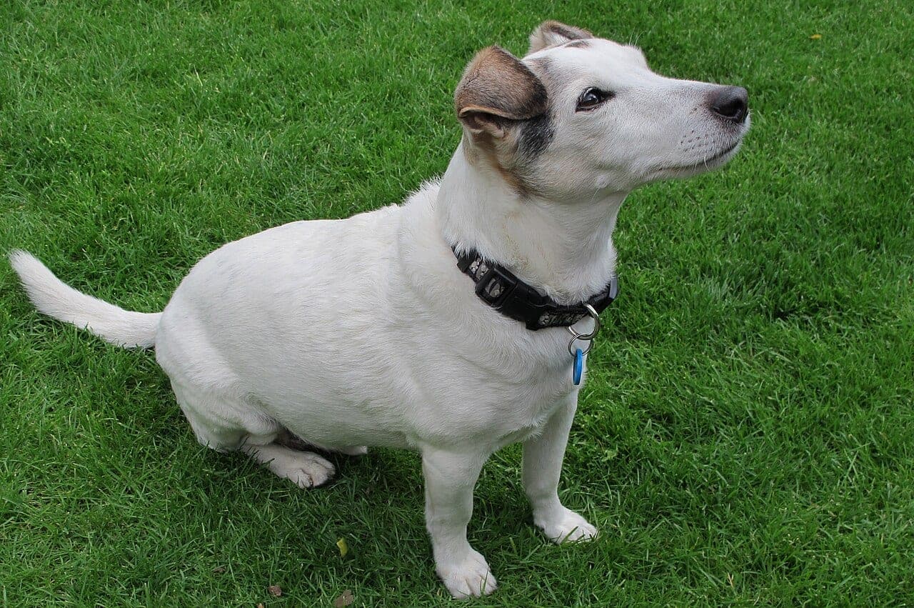 Parson Russell Terrier