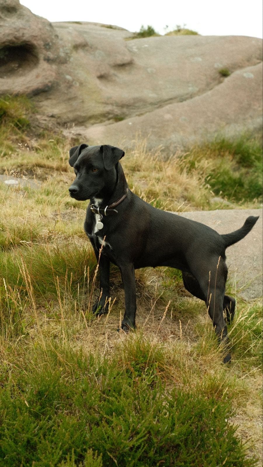 Patterdale Terrier