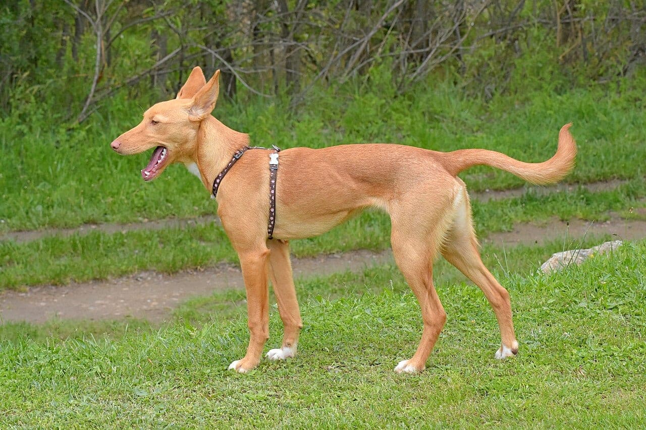 Podenco Ibicenco