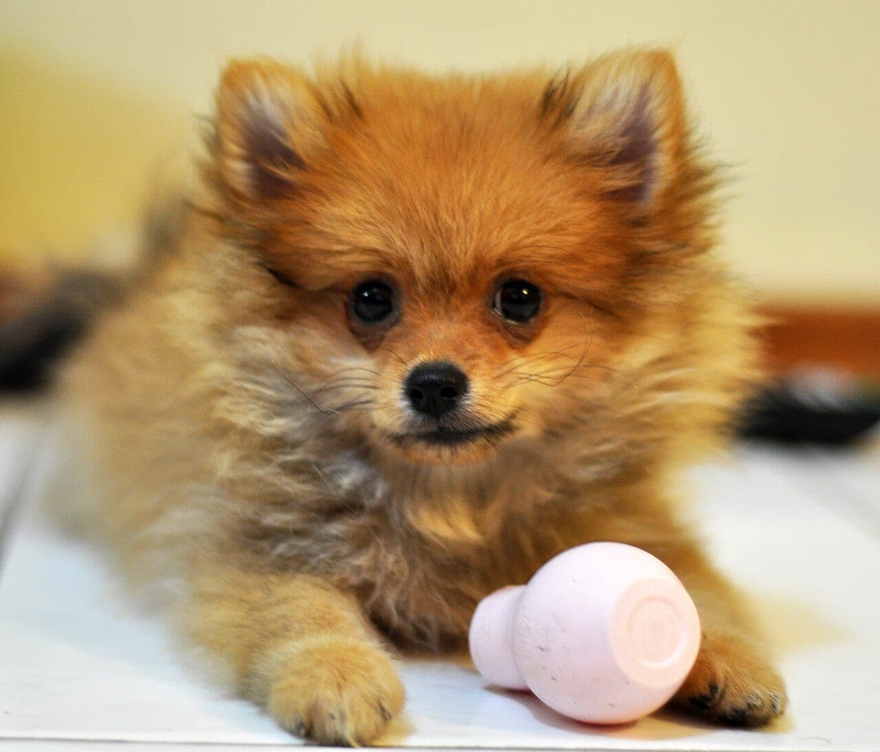 Pomeranian