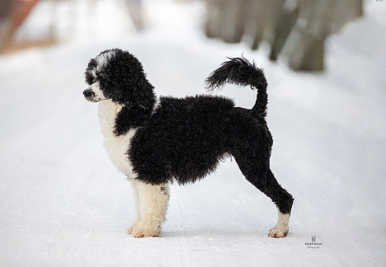 Portugiesischer Wasserhund