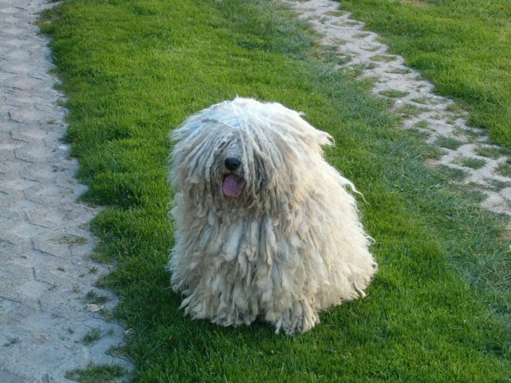 Puli