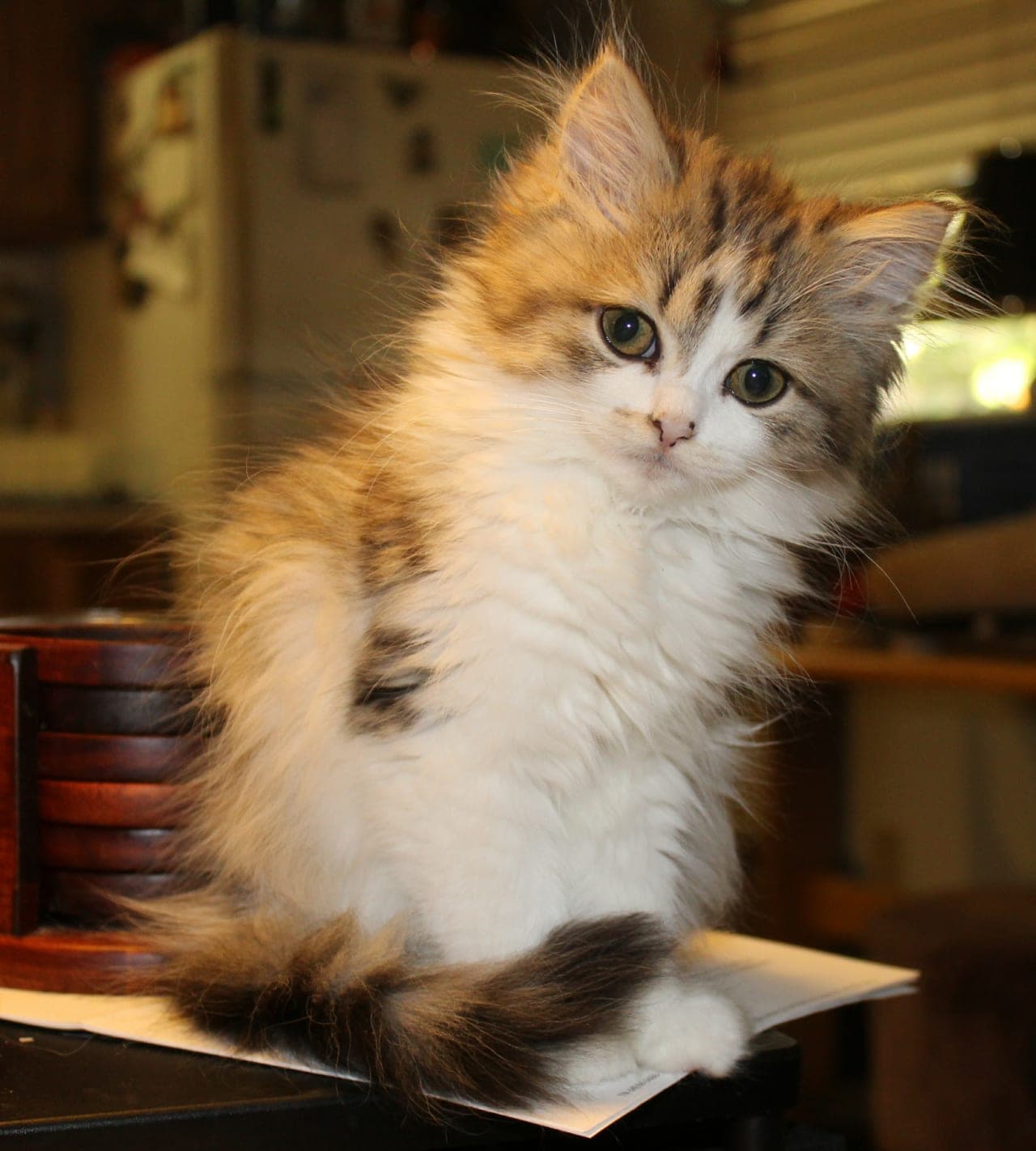 Ragamuffin