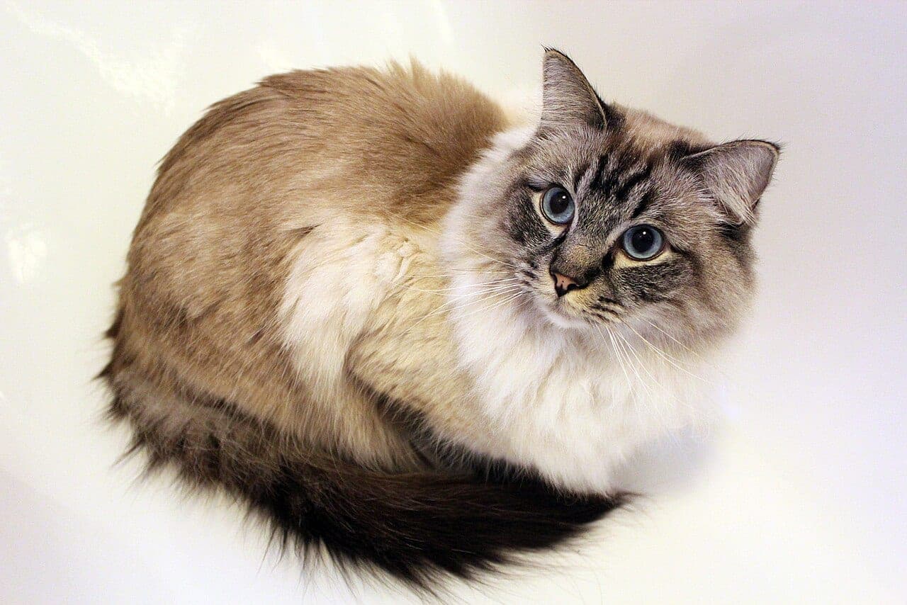 Ragdoll