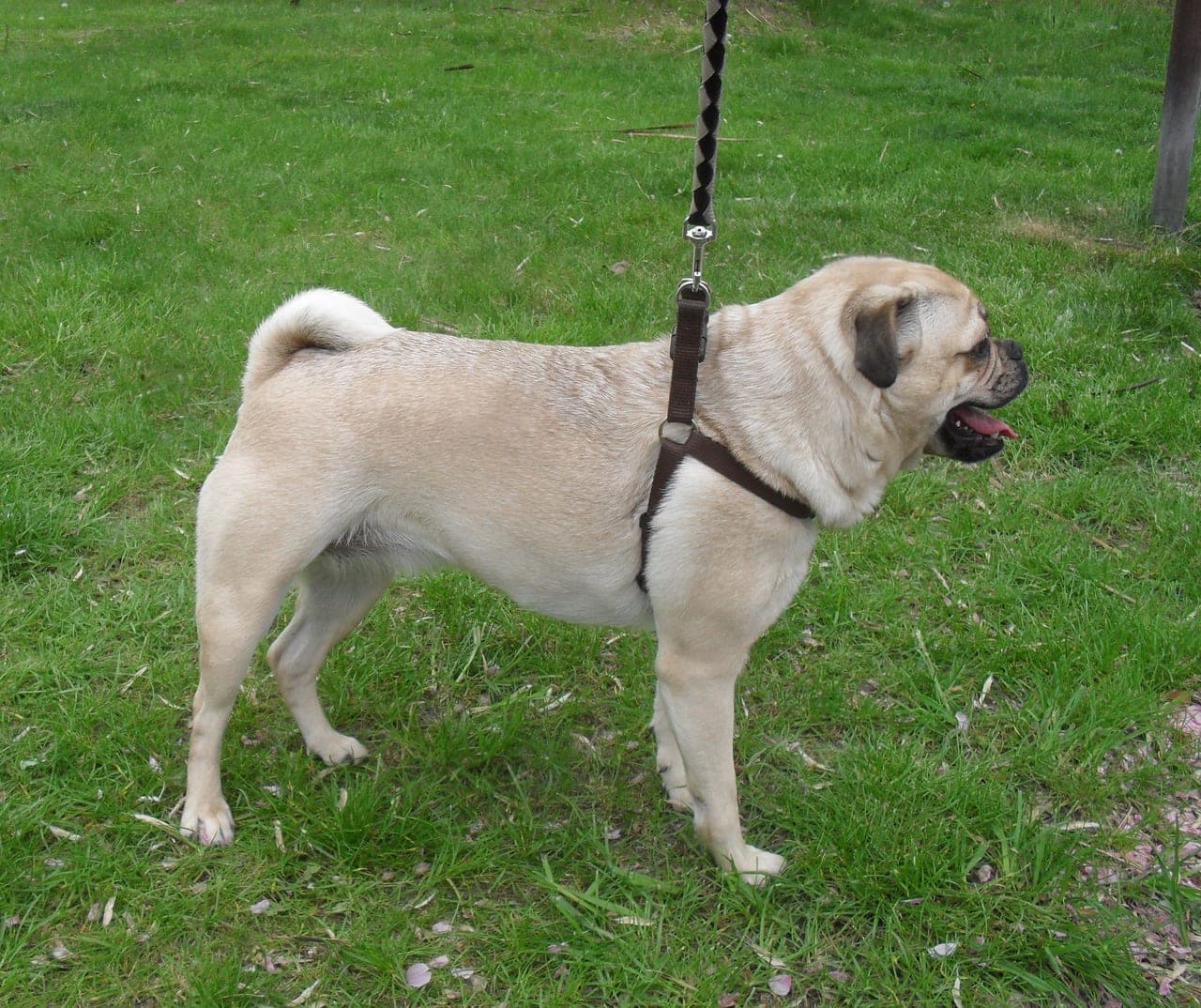 Retro Mops