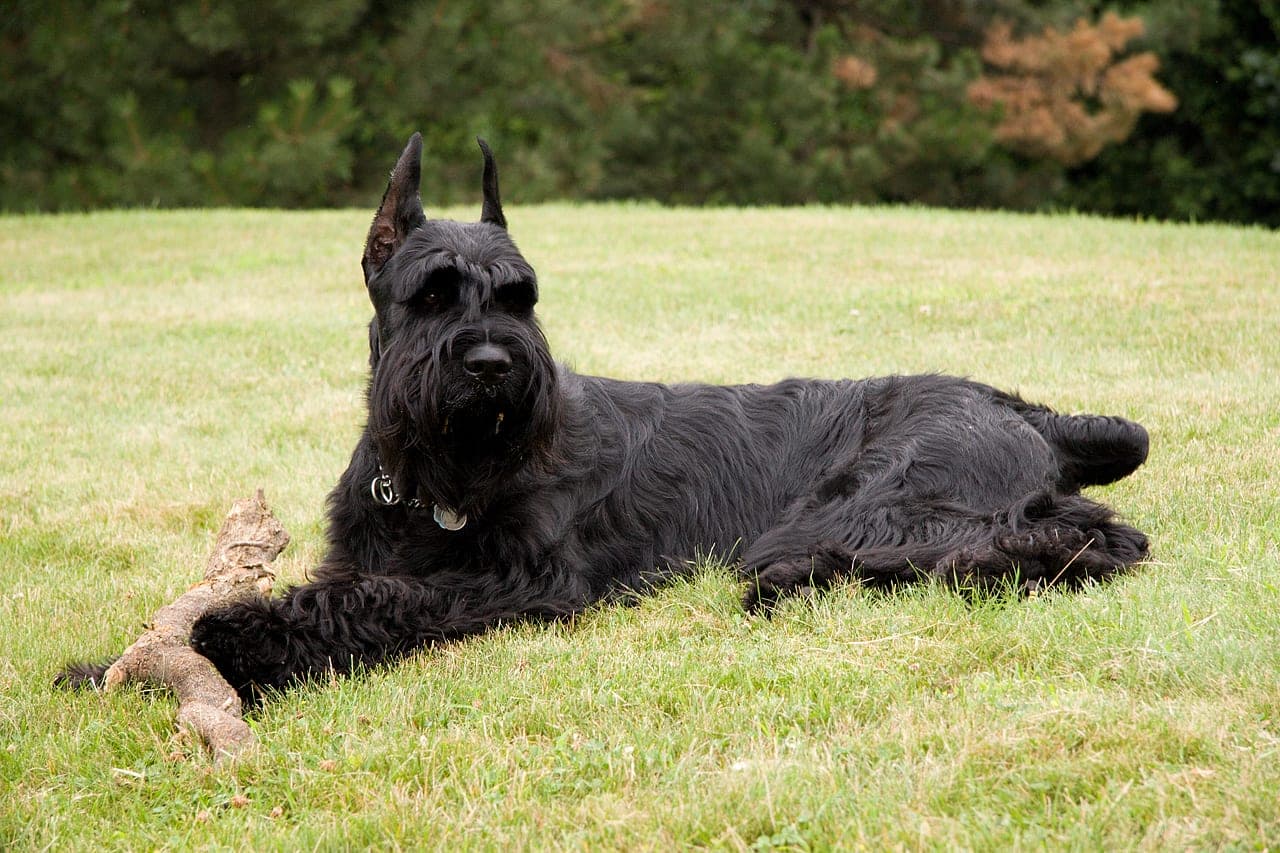 Riesenschnauzer