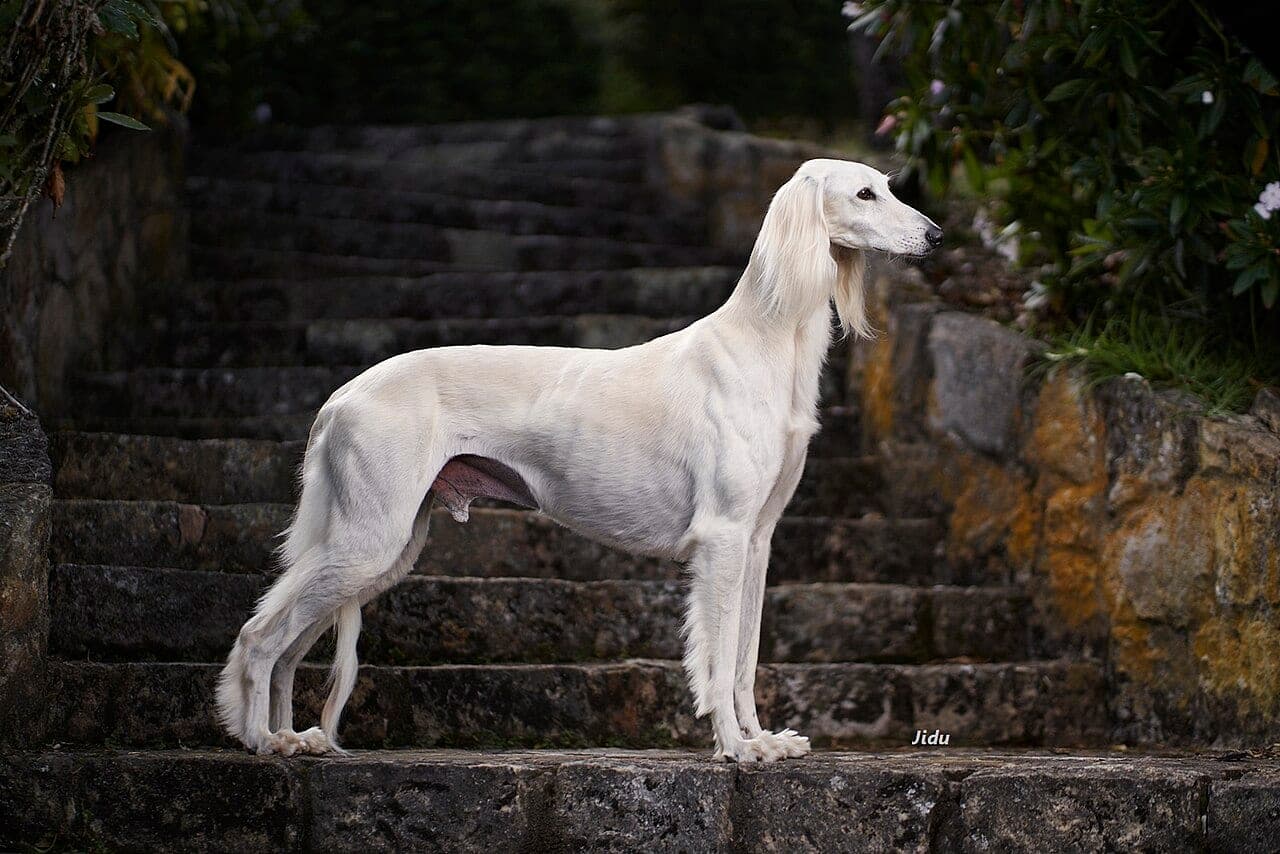 Saluki
