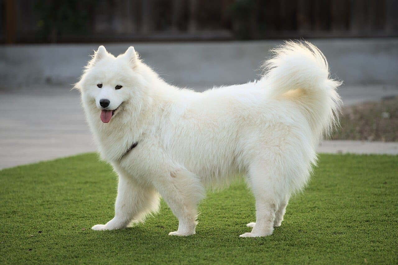 Samojede